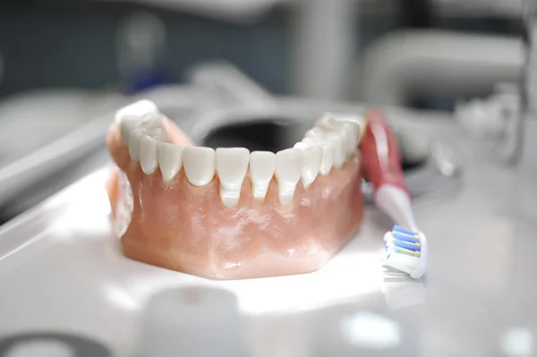 Gebissmodell und Zahnbüste